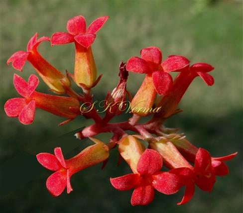  Flowers